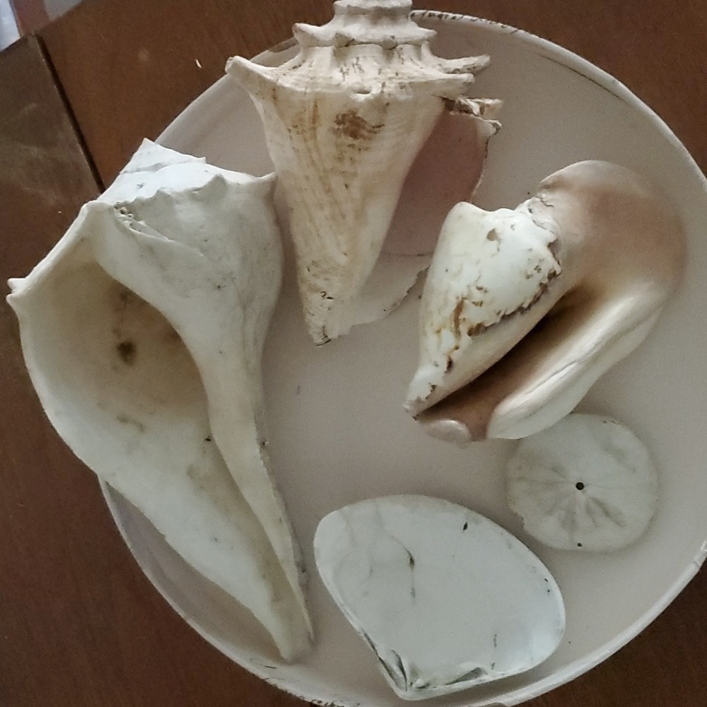 Large Real 🐚 Shells - Picture 4 of 4